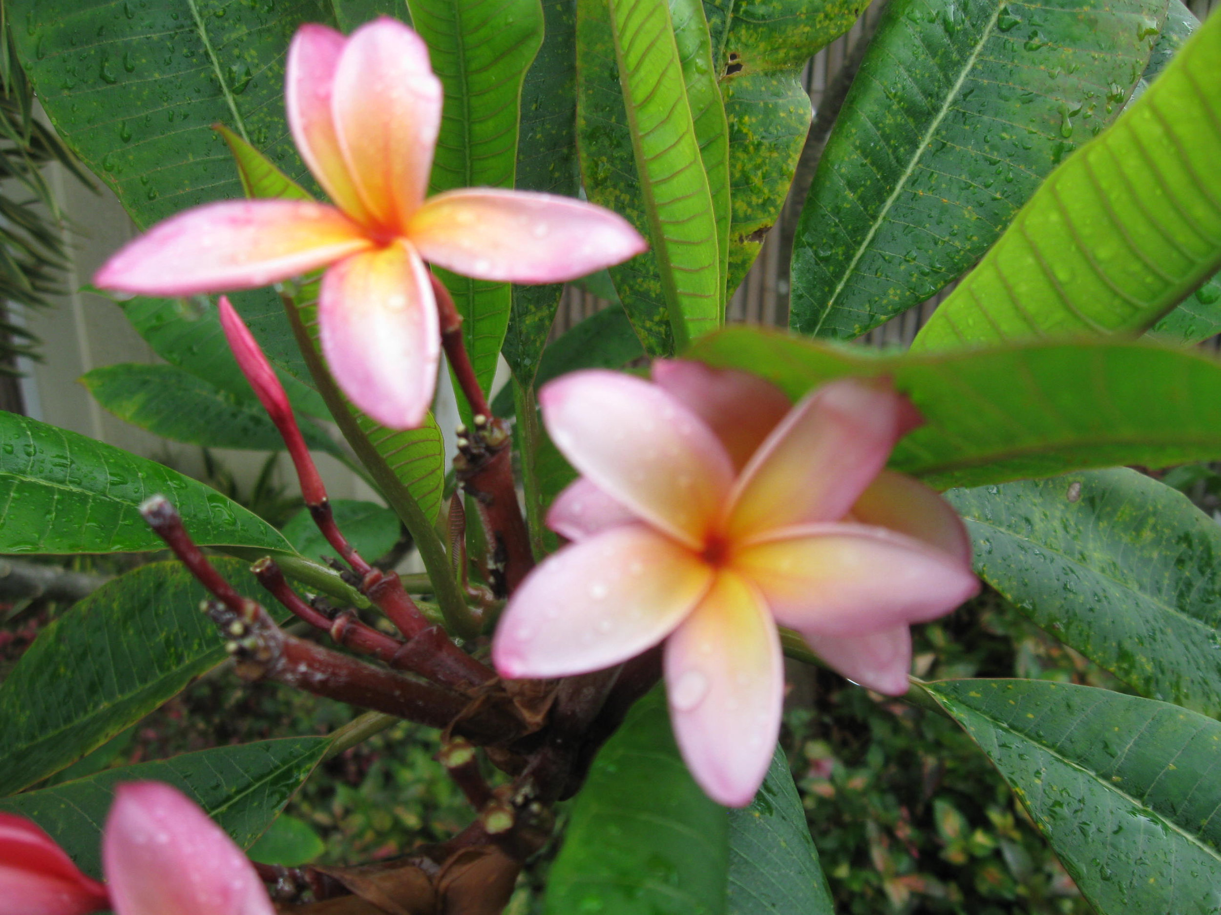Plumeria rubra 'Kauka Wilder' — Vintage Green Farms with Tom